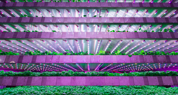 Indoor vegetable operation makes big investment in tech