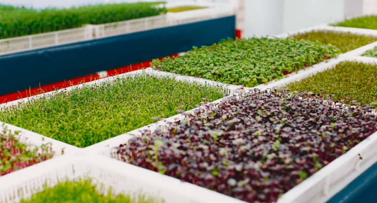 New LED systems designed to improve microgreens production
