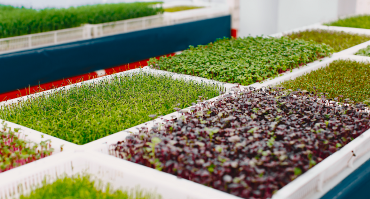 New LED systems designed to improve microgreens production New LED systems designed to improve microgreens production