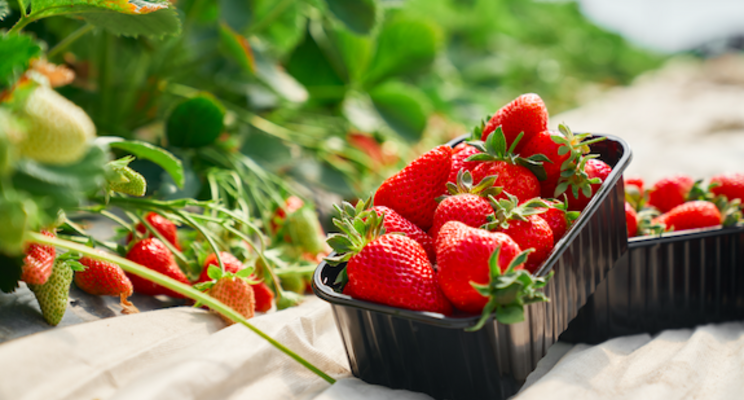 Strawberry producer, Ever Tru Farms launches in Ontario Strawberry producer, Ever Tru Farms launches in Ontario