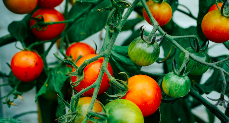New high-tech agri business to bring year-round growing New high-tech agri business to bring year-round growing