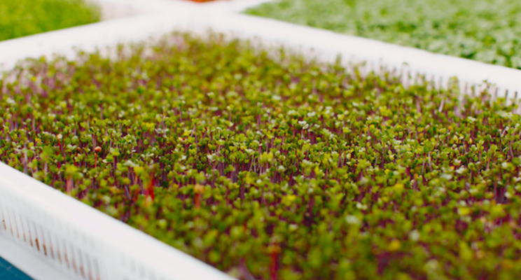 New 250,000-square-foot vertical farm in PA early next year New 250,000-square-foot vertical farm in PA early next year