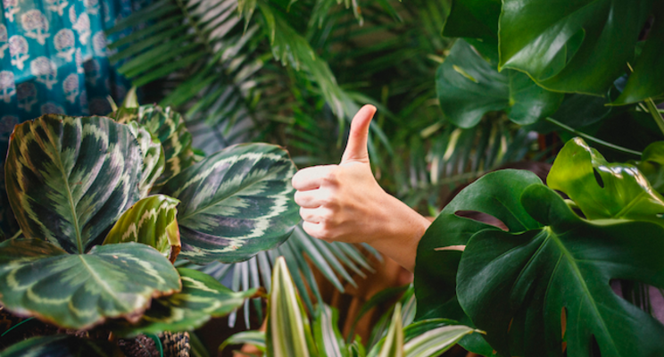 New plant offerings we will need more than ever New plant offerings we will need more than ever