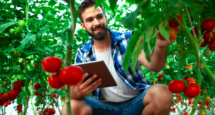 E-nose to detect whiteflies in greenhouse tomatoes