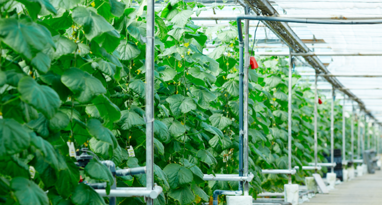 What's new in greenhouse crop protection in 2022 What's new in greenhouse crop protection in 2022