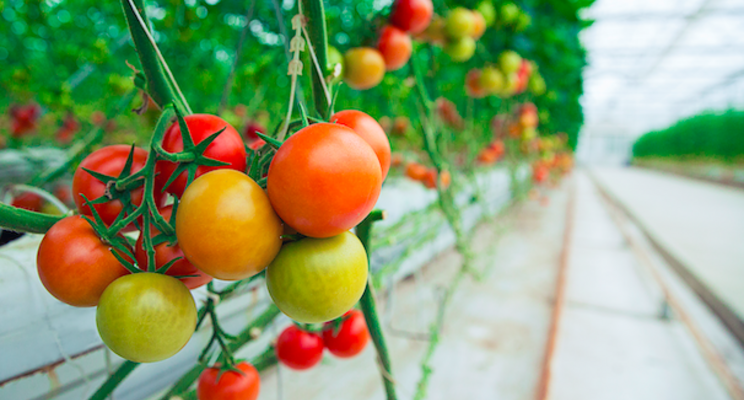 Diseases to monitor in greenhouse tomatoes