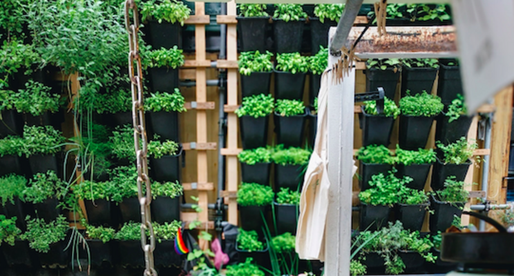 Kerala govt promotes urban farming , offers 75% subsidy Kerala govt promotes urban farming , offers 75% subsidy