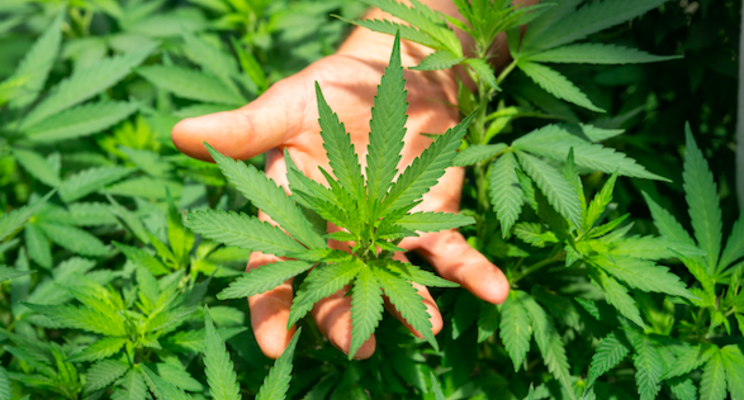 New hemp research focus could yield better strains New hemp research focus could yield better strains