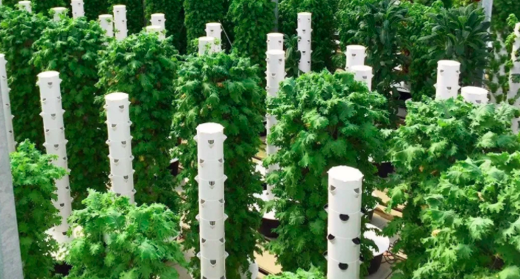 Vertical farm company to reduce food wastage by local produce Vertical farm company to reduce food wastage by local produce