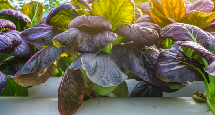 What news from 3 top vertical farm players means for 2022 What news from 3 top vertical farm players means for 2022