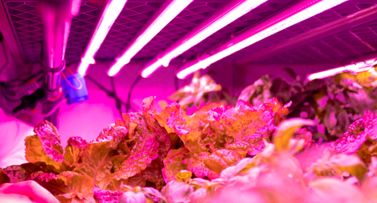 Agri-scientist for opting vertical farming for productivity