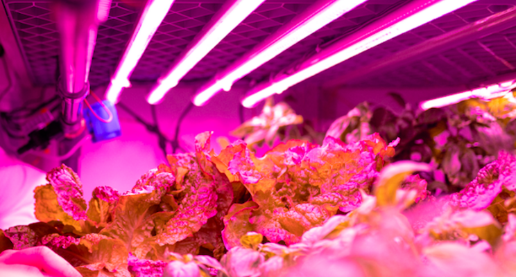 Agri-scientist for opting vertical farming for productivity Agri-scientist for opting vertical farming for productivity