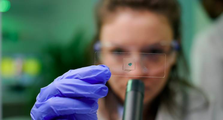 Testing for HLVd, other cannabis diseases now available Testing for HLVd, other cannabis diseases now available