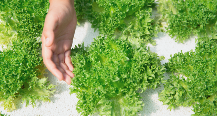 Advanced farming mooted to ensure food security Advanced farming mooted to ensure food security