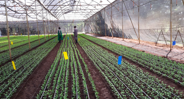 Special collaboration on IPM in the chrysanthemum sector Special collaboration on IPM in the chrysanthemum sector