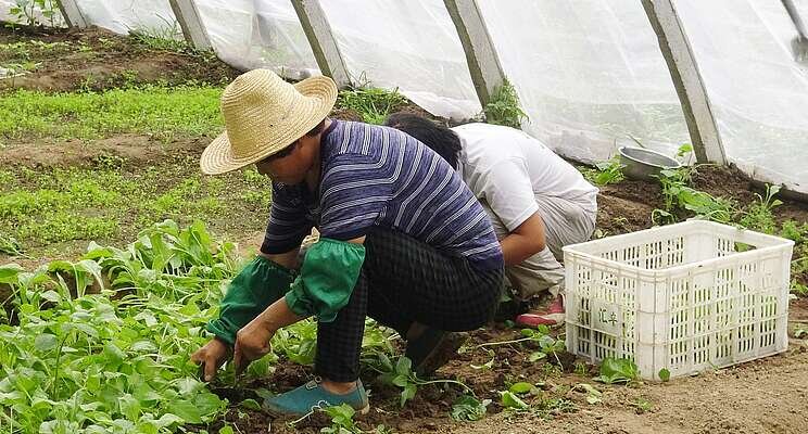 Chinese method for growing in Canada -No heating costs