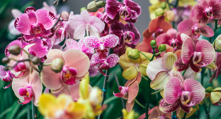 Leading orchid grower maps out carbon-neutral production plan Leading orchid grower maps out carbon-neutral production plan