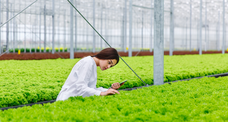 Greenhouse leafy greens grower invests in AI tech