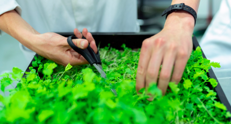 RGI expands tech licensing deal with Verity Greens RGI expands tech licensing deal with Verity Greens