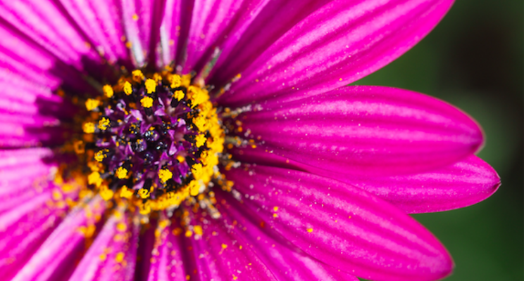 Details Flowers Software partners with Smithers-Oasis Details Flowers Software partners with Smithers-Oasis