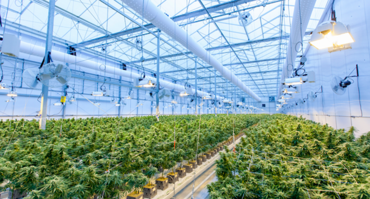 Improved training and compliance among cannabis drivers Improved training and compliance among cannabis drivers