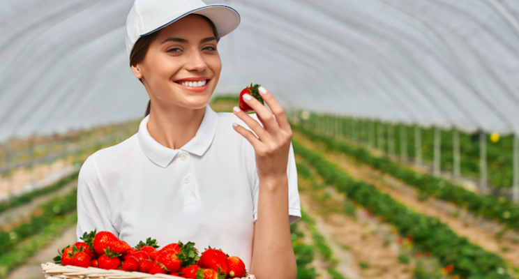 How to help strawberries deal with stress How to help strawberries deal with stress