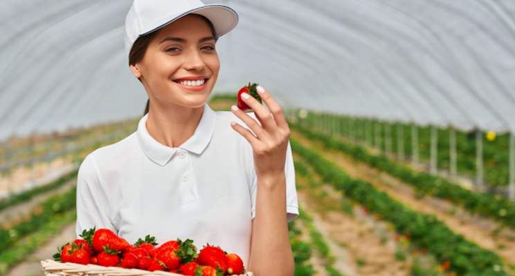 How to help strawberries deal with stress