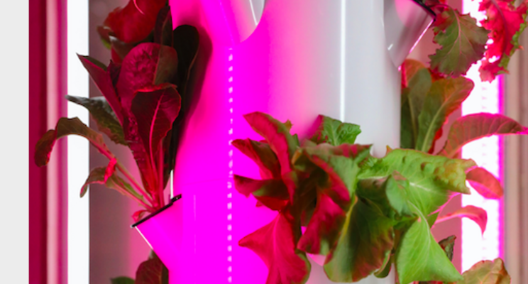 Puerto Rico Opportunity Zone Fund invests in Fusion Farms Puerto Rico Opportunity Zone Fund invests in Fusion Farms