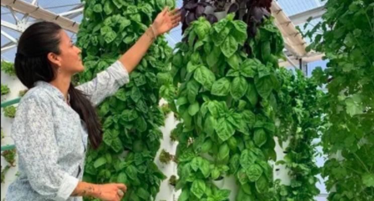 This new vertical farm company wants to reduce food wastage This new vertical farm company wants to reduce food wastage