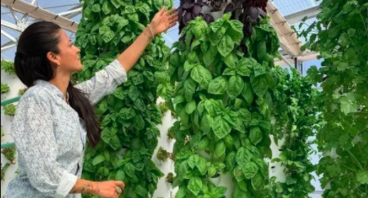 This new vertical farm company wants to reduce food wastage