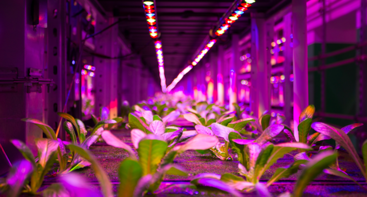 Quebec company takes vertical farming underground Quebec company takes vertical farming underground