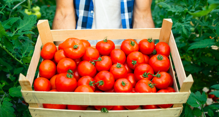 Tomatoes: Greenhouse-grown grows Tomatoes: Greenhouse-grown grows