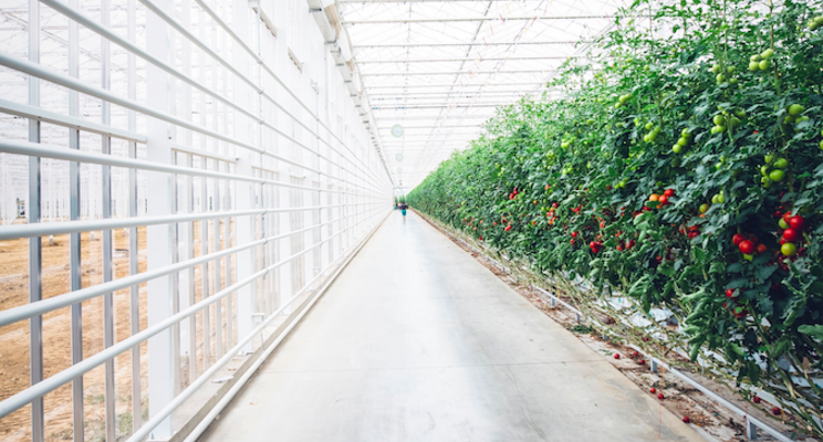 Gotham Greens opens West Coast greenhouse Gotham Greens opens West Coast greenhouse