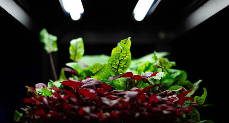 New Plant Scientist joins Light Science Technologies New Plant Scientist joins Light Science Technologies