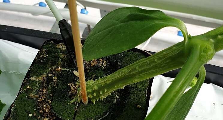 Better crop control starts at the roots Better crop control starts at the roots