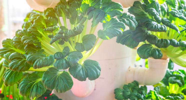 New greenhouse robot monitors plants' water and nutrient mix New greenhouse robot monitors plants' water and nutrient mix