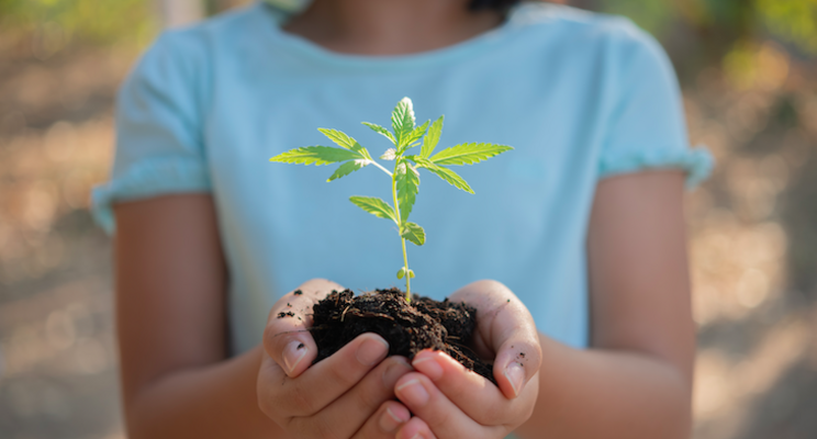 Colorado OK's pesticides for use in cannabis Colorado OK's pesticides for use in cannabis
