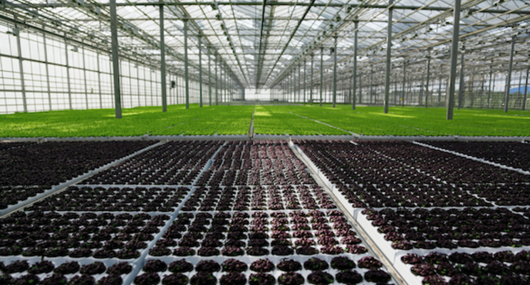 Maximizing success with foliar sprays Maximizing success with foliar sprays