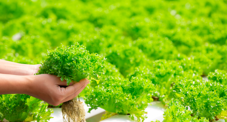 New hydroponic greenhouse to work toward sustainability New hydroponic greenhouse to work toward sustainability