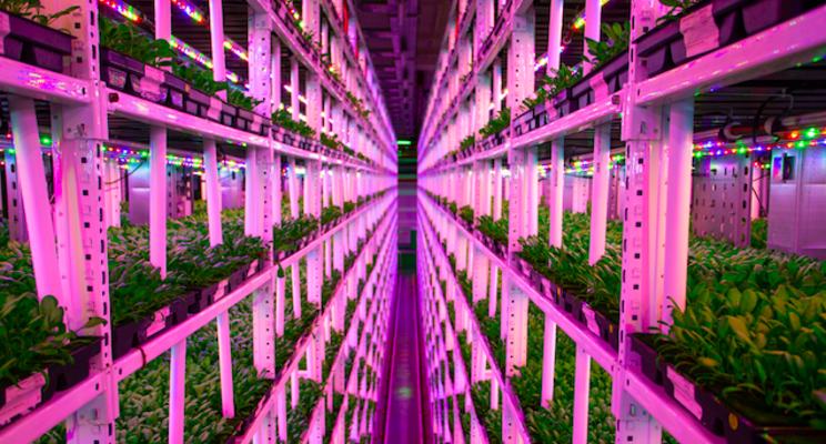 Vertical 'fields' give a rich yield Vertical 'fields' give a rich yield