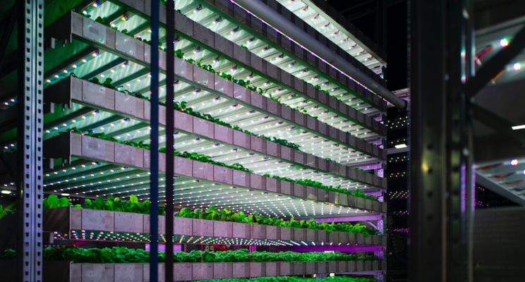 Controlled indoor cultivation without daylight comes of age Controlled indoor cultivation without daylight comes of age