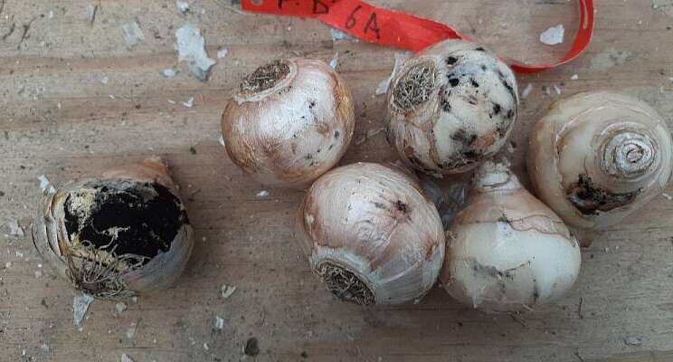 Biological control products to fight against fungus in hyacinth Biological control products to fight against fungus in hyacinth