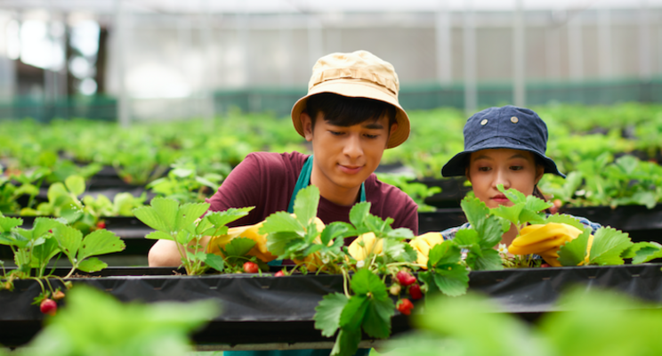Climate change boosts spread of crop pests and diseases Climate change boosts spread of crop pests and diseases