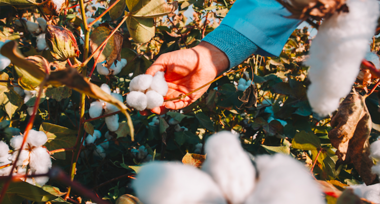 Dutch cotton from greenhouses? Dutch cotton from greenhouses?