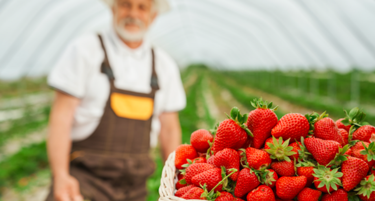 Keeping tabs on spider mites in greenhouse strawberries Keeping tabs on spider mites in greenhouse strawberries