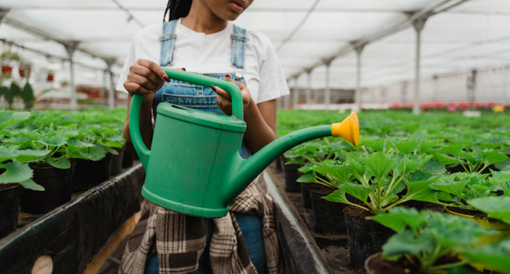 New beneficial insect for greenhouse pest control New beneficial insect for greenhouse pest control