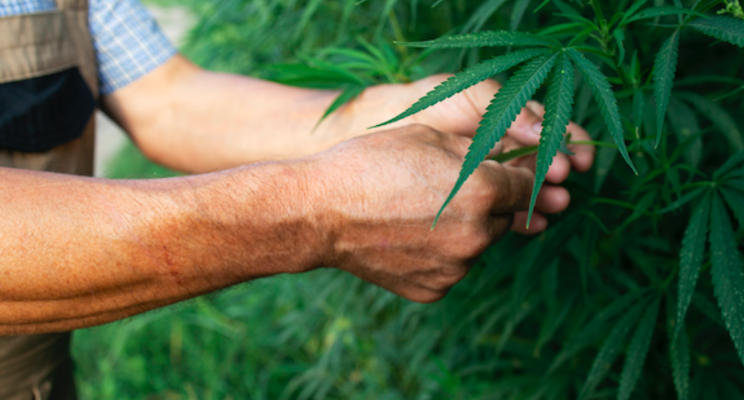 Answers to the most frequent cannabis growing questions Answers to the most frequent cannabis growing questions