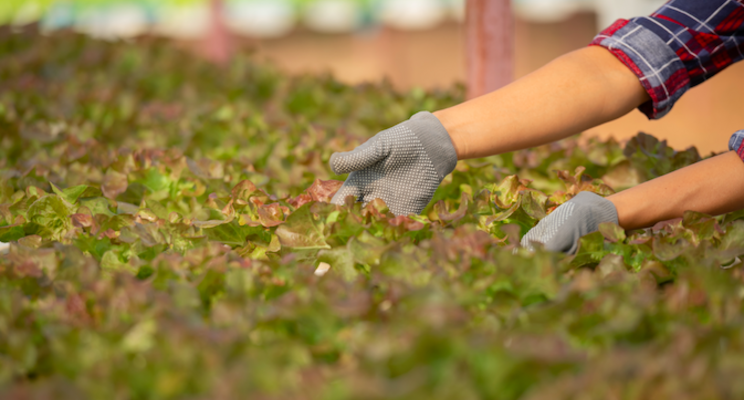 How to: Aeroponic lettuce How to: Aeroponic lettuce
