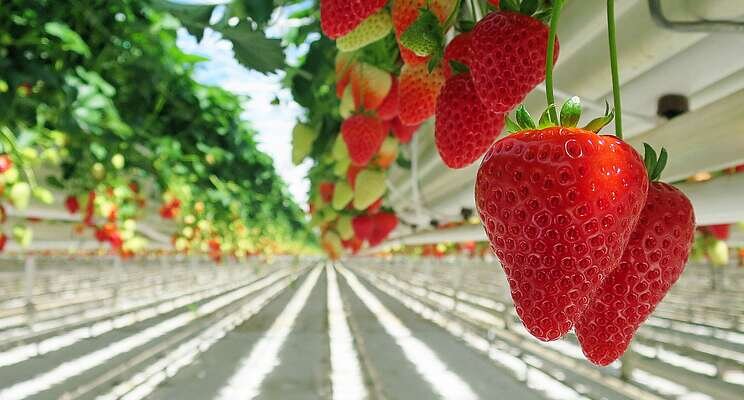 The joint R&D project to grow strawberries on vertical farms The joint R&D project to grow strawberries on vertical farms