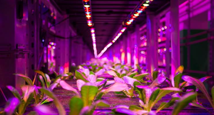 $21M sale of one of the world's largest indoor vertical farms $21M sale of one of the world's largest indoor vertical farms
